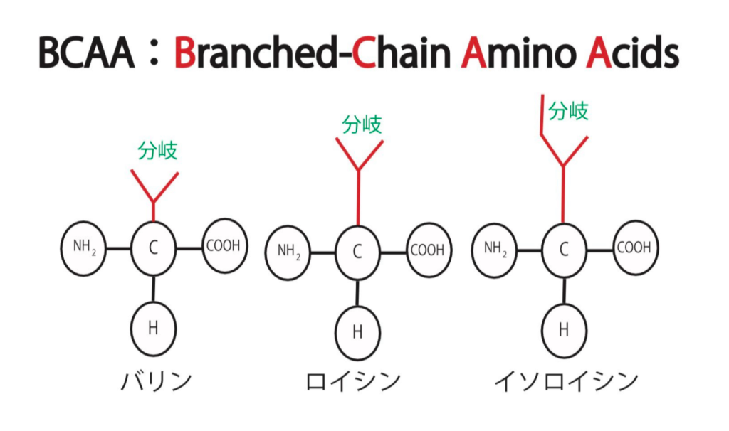 プロテイン＝タンパク質＝筋肉